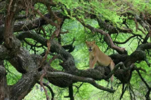 Morris: Tanzania. African lioness rests on tree