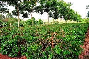 Arabica: Tanzania. Arusha. The first coffe plantations have