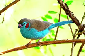 Bleu: Tanzania. Bird watching. Red cheek cordon bleu