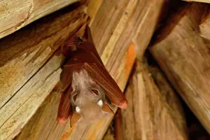 Dogfish: Tanzania. Birdwatching. Fruit bat