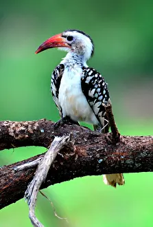 Erythrorhynchus: Tanzania. Birdwatching. Red-billed Hornbill