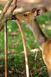 Tragelaphus: Tanzania. Bushbuckdrinking at a tap in a lodge