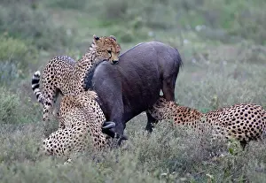 Morris: Tanzania. Cheetahs killing wildebeest