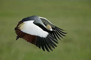 Morris: Tanzania. Flying grey-crowned crane with