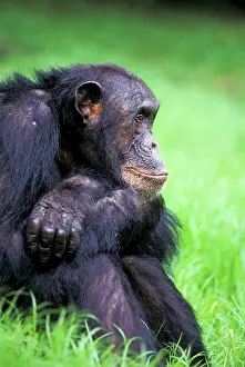 Pensive: Tanzania, Gombe National Park. Alpha-male