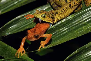 Folding: Tanzania Horned Bush Viper - eating an undescribed