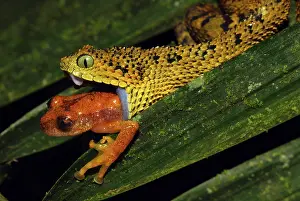 Tanzania Horned Bush Viper - eating an undescribed