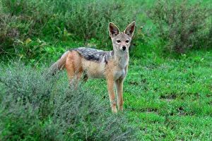 Jackal: Tanzania. Jackal in the Serengeti national park