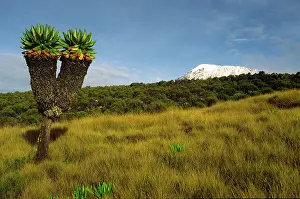 Kilimanjaro: Tanzania. Kilimandjaro. Giant senecon (Dendrosenecio