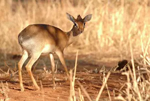 Madoqua: Tanzania. Kirk dik dik on a rock in the Serengeti