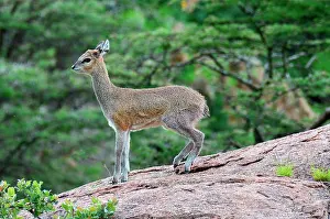 Oreotragus: Tanzania. Klipspringer on a rock in the Serengeti