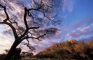 Alyssa Giustozzi: TANZANIA - Kopje in Serengeti National Park