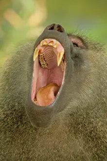 Morris: Tanzania, Lake Manyara. Olive baboon yawning