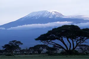 Acacias: Tanzania - Mount Kilimanjaro and acacia trees