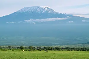 Kilimanjaro: TANZANIA - Mount Kilimanjaro & Zebra