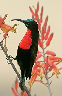 Morris: Tanzania, Ndutu. Close-up of scarlet-breasted