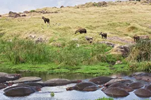 Hyena: Tanzania, Ngorongoro Conservation Area