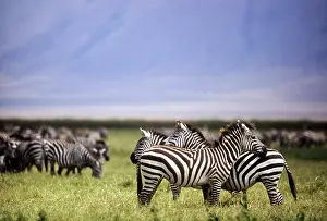 Burchell: Tanzania, Ngorongoro Conservation Area