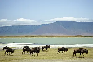Ngorongoro: Tanzania: Ngorongoro Conservation Area