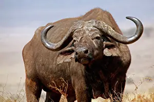 Caffer: Tanzania, Ngorongoro Crater. African Buffalo