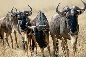 Grazer: Tanzania, Ngorongoro Crater. Grazing Wildebeest
