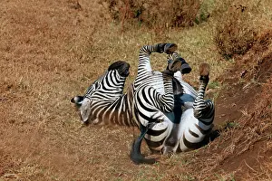 Equid: Tanzania, Ngorongoro Crater. Zebra rolling