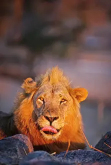 Strong: Tanzania, Ruaha National Park, Mwagusi Camp