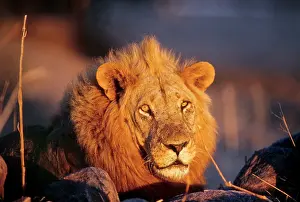Strong: Tanzania, Ruaha National Park, Mwagusi Camp