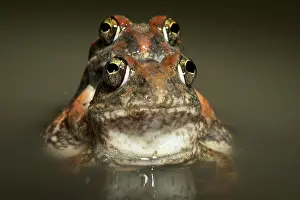 Tomopterna: Tanzania Sand Frog - couple mating in water