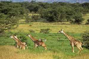Tippelskirchi: Tanzania, Serengeti National Park, Lobo