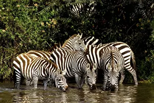 Thirst: Tanzania, Serengeti National Park, near