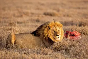 Alison: Tanzania: Serengeti National Park, Soit