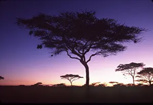 Ferrero Labat: TANZANIA - Serengeti National ParkAcacia trees at sunset