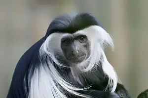 Palliatus: Tanzania stubby monkey (Colobus angolensis palliatus)