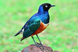 Lamprotornis: Tanzania. Superb starling (Lamprotornis superbus)