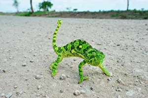 Chamaeleo: Tanzania. Tarangire national park. Cameleon crossing