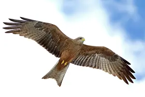 Morris: Tanzania. Detail of yellow-billed kite in
