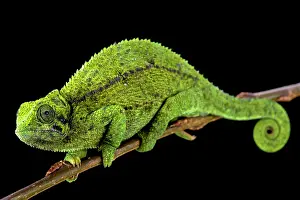 Trioceros: Tanzanian Montane Dwarf Chameleon (Trioceros sternfeldi)