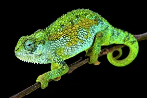 Trioceros: Tanzanian Montane Dwarf Chameleon (Trioceros sternfeldi)