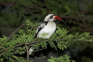 Tockus: Tanzanian Red-billed Hornbill