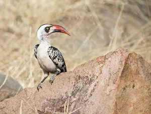 Tockus: Tanzanian Red-billed Hornbill