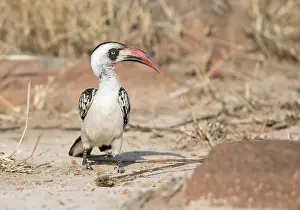 Tockus: Tanzanian Red-billed Hornbill