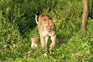 Arusha: Tanzanie, Ngorongoro national park, Lion (Panthera