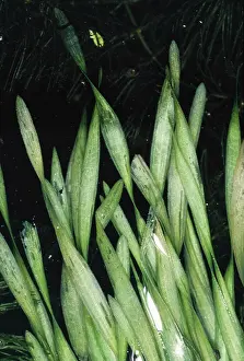 Spiralis: Tape GRASS - aquatic