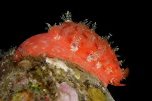 Antennae: Tapering Cowrie Shell