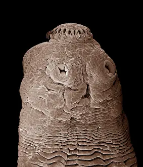 Tapeworm: Tapeworm