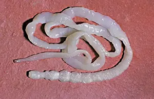 Flatworm: Tapeworm