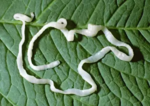 Flatworm: Tapeworm