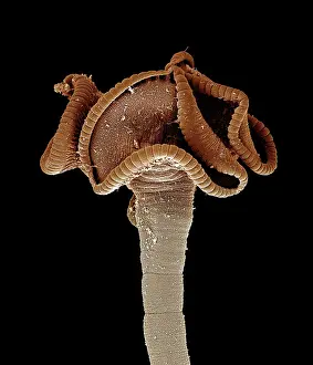 Tapeworm: Tapeworm from shark