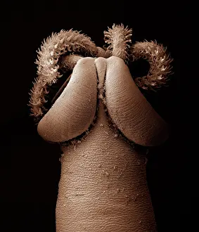 Tapeworm: Tapeworm from shark
